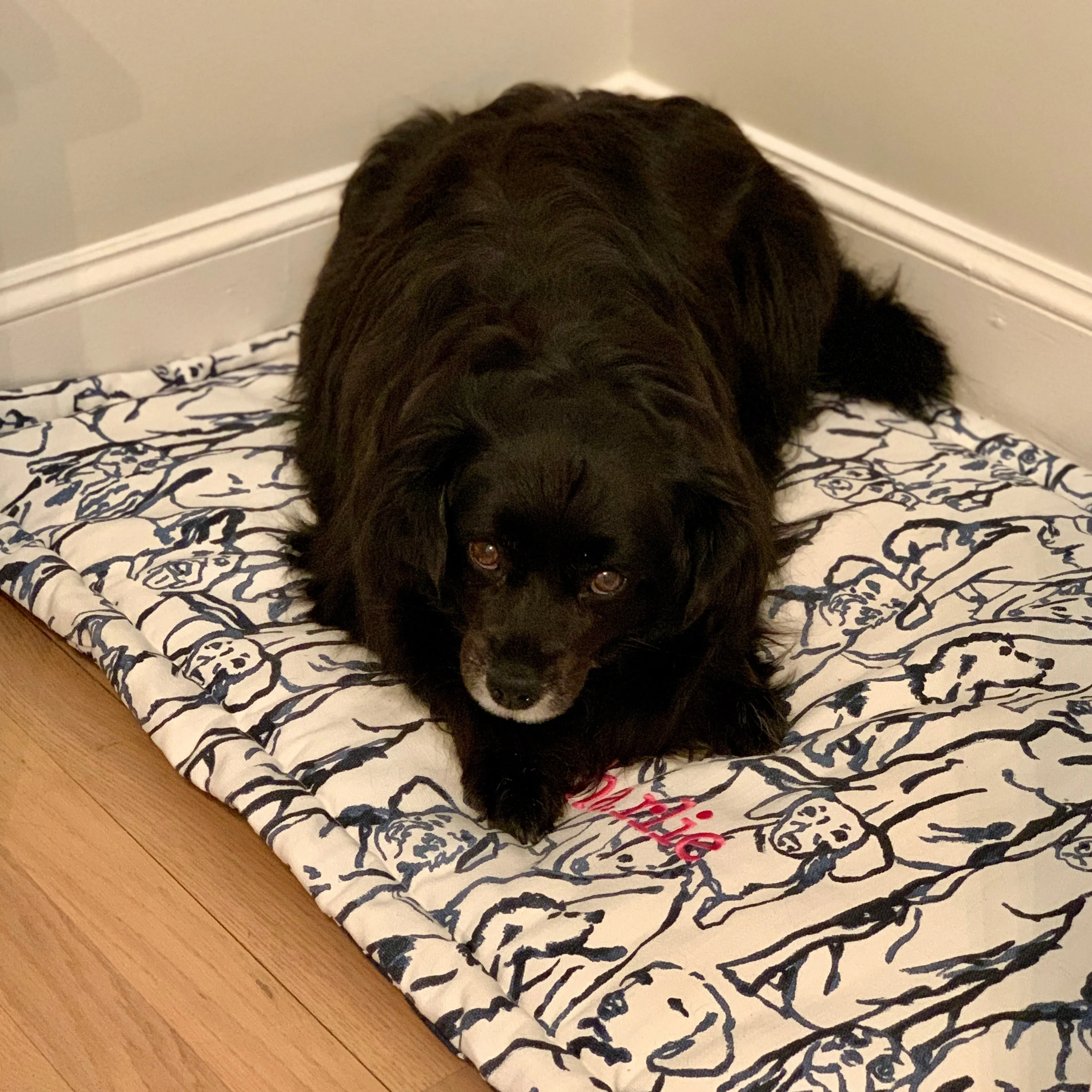 Custom Dog Bed for Crates Personalized - Best Friends in Blue and White - Limited Edition